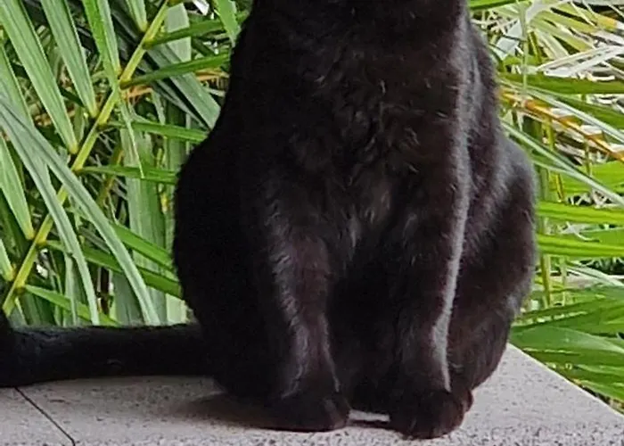 Quinta Do Mar ベッド・アンド・ブレックファスト Água de Pau